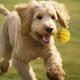 thumbnail image 2 of Set 8 Jugute Divertido Pelota De Goma Para Mascota Lau, 2 of 3