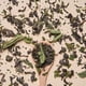 thumbnail image 4 of ENFUSION MIX DE TE VERDE CON HIERBAS HERBALES, 4 of 5
