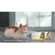 thumbnail image 2 of Pipeta REVOLUTION PLUS 2,5 a 5 kg - Antiparasitario Int/Ext, 2 of 3