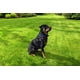 thumbnail image 2 of Collar para perros Extreme Dog Fence Stubborn Dog, de 9 a 100 kg, 2 of 6