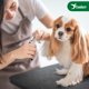 thumbnail image 4 of Cortauñas Candure Professional para perros y gatos, color verde, 4 of 9