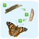 thumbnail image 2 of Kit de Jardín de Mariposas Insect Lore Pabellón con 25 Orugas, 2 of 7