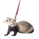 thumbnail image 1 of Set de arneses y correas Marshall Pet Products para hurones (rojo), 1 of 1
