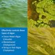 thumbnail image 2 of Algaecide API POND ALGAEFIX, botella de 240 ml para control de algas, 2 of 6