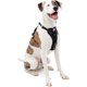 thumbnail image 1 of Kurgo Enhanced Strength TruFit Smart Harness, Black, Medium, 1 of 3