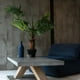 thumbnail image 1 of Palmera Abanico de 120 cm, 1 of 2