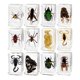 thumbnail image 5 of Colección De 12 Piezas De Animales En Resina Para Biólogos De Aula, Ni?os Y Ni?as, 5 of 5
