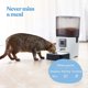 thumbnail image 2 of Comedero automático para gatos Pitpet 6L con pantalla LCD y grabadora de voz, 2 of 7
