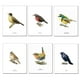 thumbnail image 1 of Set De Láminas Pájaros N°1, 1 of 2