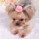 thumbnail image 4 of pinzas para el pelo de perro, gato, perro, mascota, hechas a mano, 4 of 5