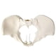 thumbnail image 3 of Modelo de pelvis femenina Evotech, flexible, tamaño natural, con correa elástica, 3 of 5
