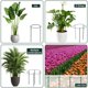 thumbnail image 4 of Estacas de Soporte para Plantas Gicare Paquete de 12, 61 cm de Alto, Media Luna, 4 of 7