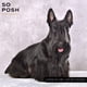 thumbnail image 2 of Polvo De Estilizado Para Perros Harsh 35 Ml, 2 of 4