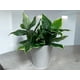 thumbnail image 3 of Ramo Hosta Con Uv 56cm Artificial, 3 of 3