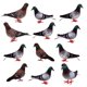 thumbnail image 2 of 12 x falsas plumas artificiales de espuma palomas aves boda decoración adorno lugar, 2 of 5