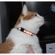 thumbnail image 2 of Collar para Gato Bemix Pets Reflectante con Cascabel, 2 of 3