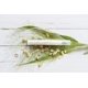 thumbnail image 3 of Crema para ojos anti‑edad doTERRA 15 ml de incienso, 3 of 5