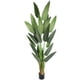 thumbnail image 1 of Bird Of Paradise 205 Cm, 1 of 1