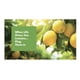 thumbnail image 2 of Recambios de aceite perfumado Arm & Hammer Plug in Lemon Verbena, 100 ml, 2 of 7