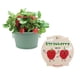 thumbnail image 1 of Kit de cultivo de fresas BUZZY Seeds Salvia Green Basin, 1 of 6