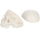 thumbnail image 4 of Modelo de cráneo anatómico de 9 cm, 3 piezas – Axis Scientific, 4 of 8