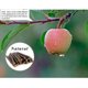 thumbnail image 4 of Palitos de Manzana William Craft 100 g 15 cm para Mascotas Pequeñas, 4 of 6