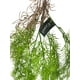 thumbnail image 2 of Helecho Colgante De Pino 100cm, 2 of 3