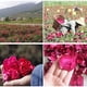 thumbnail image 3 of Pétalos De Rosa Roja Secos 50 G Para Baño Y Fabricación De Jabón, 3 of 8
