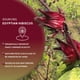 thumbnail image 5 of Té de hibisco orgánico Worldwide Botanicals 227 g, hojas sueltas, 5 of 7