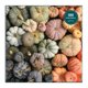 thumbnail image 3 of Rompecabezas Galison Heirloom Pumpkins 1000 piezas, 3 of 8