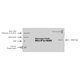 thumbnail image 4 of Convertidor Blackmagic Design 2110 IP Mini IP a HDMI, 4 of 4