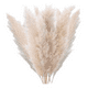 thumbnail image 2 of Ramo pampas secas 10 uds cola de zorro deco, 2 of 3