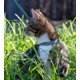 thumbnail image 5 of Collar Rogz Urban Luna Turquesa S/M para gato, 5 of 7