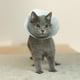 thumbnail image 3 of Pidan® Collar Isabelino Pequeño para Mascotas - Pack 5 Unid, 3 of 3