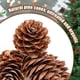 thumbnail image 2 of Adornos de piñas Apipi Natural Mini Christmas, 40 unidades, 2 of 7