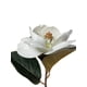 thumbnail image 2 of Magnolia Blanca 74cm Con Acabado Natural, 2 of 3