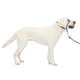 thumbnail image 1 of Collar para perro PetSafe Gentle Leader No-Pull Large Blue, 1 of 6