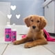 thumbnail image 5 of Champú Ultrasuave Wild Cherry Puppy 480 Ml, 5 of 6