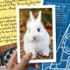 thumbnail image 3 of ARCHIVOS DE CASOS SIN RESOLVER | Honey The Bunny - Un caso misterioso para toda la familia para resolver, 3 of 6
