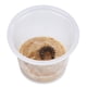 thumbnail image 4 of Kit de recarga para mariposas Nature Gift Store con 32 orugas, 4 of 8