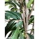 thumbnail image 2 of Árbol Ficus Alli (No Incluye ), 2 of 3