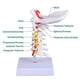 thumbnail image 4 of Modelo de Columna Cervical Ultrassist a Tamaño Natural para Enseñanza Médica, 4 of 7