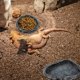 thumbnail image 3 of Plato de alimentación para reptiles CATENESS para lagartos dragones barbudos, 3 of 6