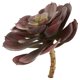 thumbnail image 4 of Set de suculentas artificiales de Echeveria casi naturales de 15 cm (12), 4 of 6