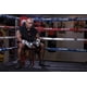 thumbnail image 3 of Guantes de Boxeo Venum Réplica Mike Tyson 12 oz Negro Blanco, 3 of 3