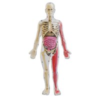Magideal - Kits De Cuerpo Humano, Partes Del Cuerpo De Juguete, Órganos, Órganos Extraíbles, Material De Enseñanza, Juego De Enseñanza Para Exhibición De Clase,