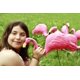 thumbnail image 2 of Figurita GiftExpress 61 cm Flamenco Rosa – Juego de 4, 2 of 8