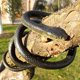 thumbnail image 1 of Serpiente de Goma Falsa Odowalker 130 cm Negra - Accesorio de Broma, 1 of 7