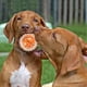 thumbnail image 3 of Pelota Erizo Para Perros Juguete Con Sonido Textura Mascotas (Basquet), 3 of 3