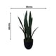 thumbnail image 3 of Planta Decorativa Sanseviera Verde 60 cm, 3 of 3